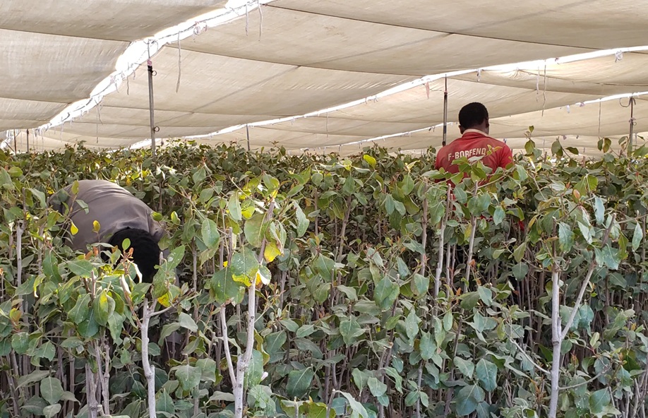 مقتل اثنين من عصابة مسلحة في اشتباك مع حراس مزرعة قات برداع