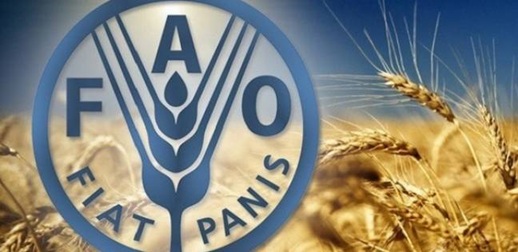 الأمم المتحدة: اليمن يواجه مستويات شديدة من انعدام الأمن الغذائي يتوقع أن تستمر حتى فبراير 2026