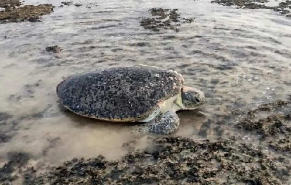 الحكومة اليمنية تصدر قرارًا بحظر اصطياد السلاحف البحرية والاتجار بها