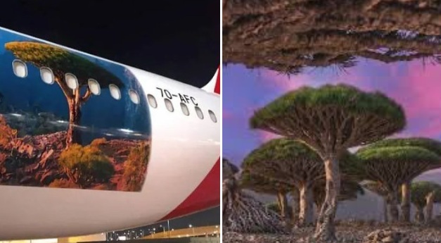 اليمنية تسير أول رحلة جوية من سقطرى إلى السعودية تقل 179 سائحًا 