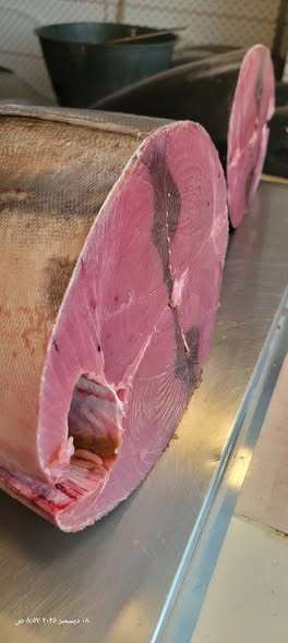 ارتفاع أسعار الأسماك في عدن يفاقم معاناة المواطنين