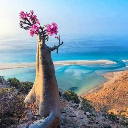 برايم فيش الإماراتية توقف شراء الأسماك من سقطرى بعد عامين من الهيمنة على السوق