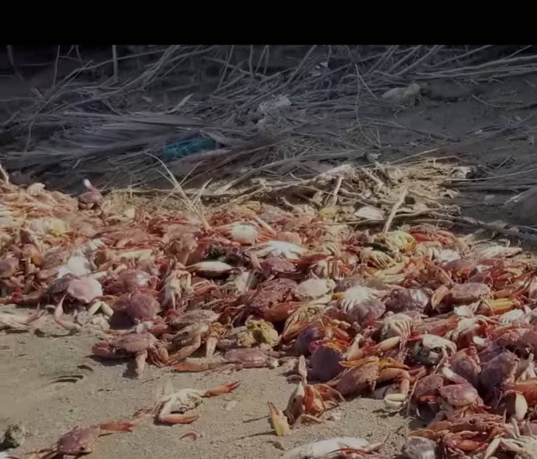 نفوق جماعي للكائنات البحرية في الحديدة وتعز والسبب صادم