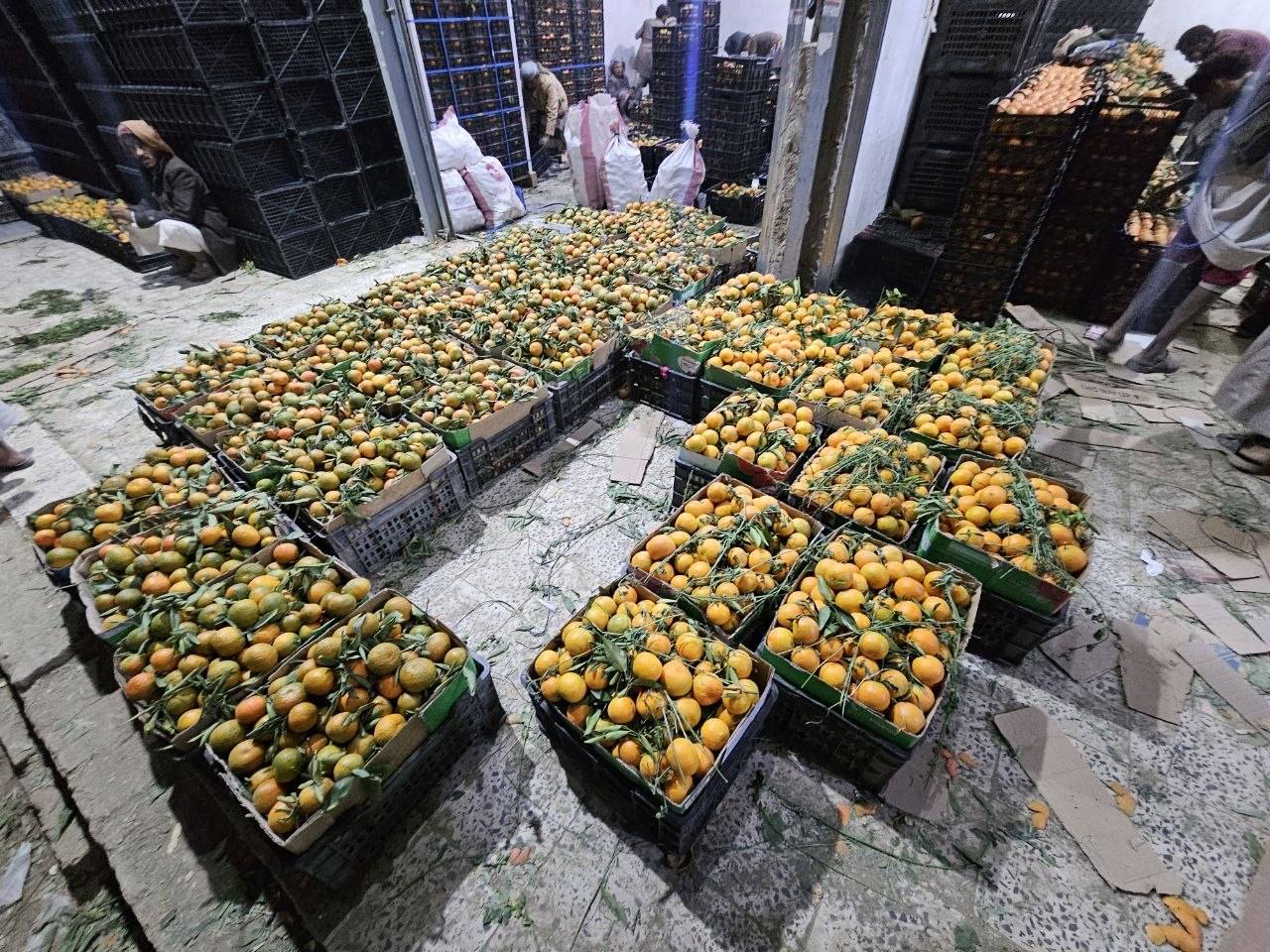 تكدس محصول البرتقال في الجوف وانهيار أسعاره بسبب قيود حوثية واحتكار التصدير
