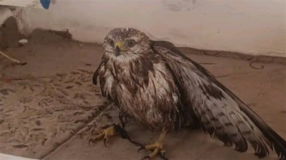 نفوق مئات الطيور المهاجرة في خليج عدن يثير مخاوف بيئية واسعة