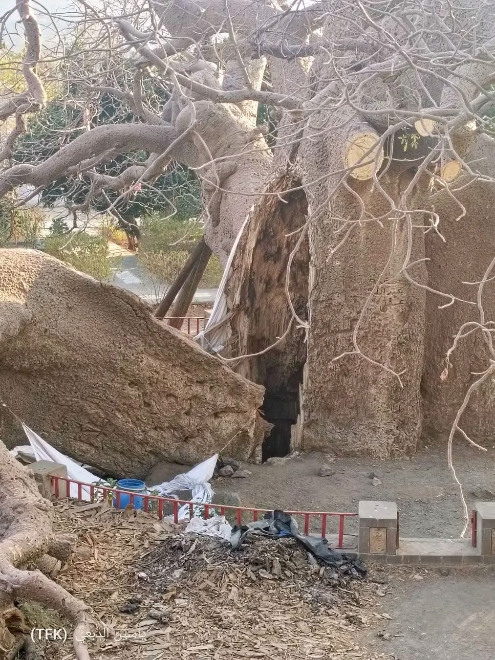 مناشدة عاجلة لإنقاذ شجرة الغريب التاريخية في تعز قبل تعرضها للسقوط