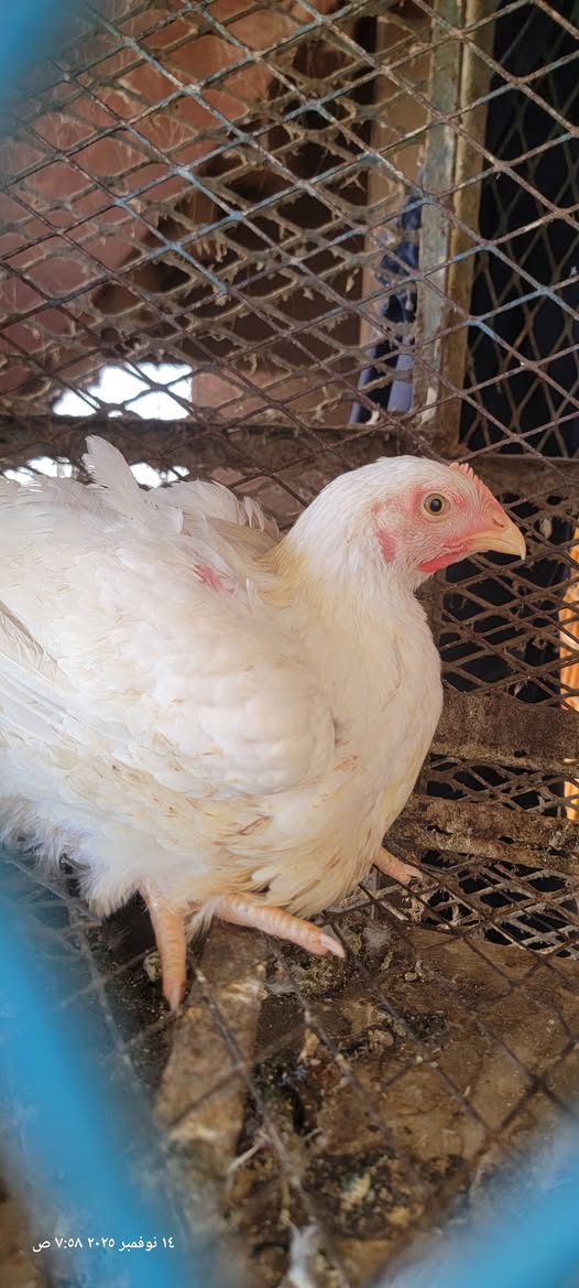 أسعار الدجاج في عدن اليوم