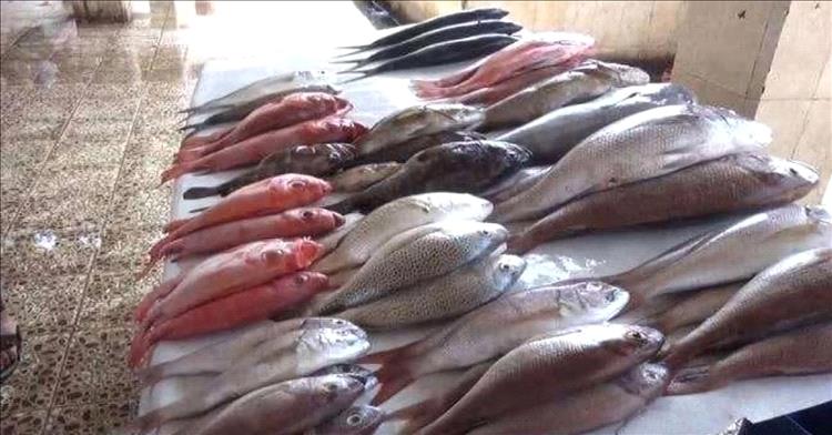 عدن تشدد الرقابة على أسعار بيع الأسماك لضمان استقرار السوق