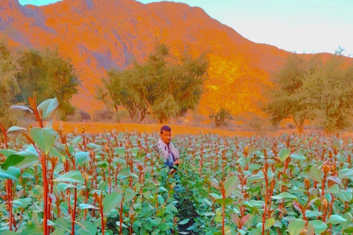 اغتيال شاب في قفلة عذر بعمران وسط تصاعد الانفلات الأمني