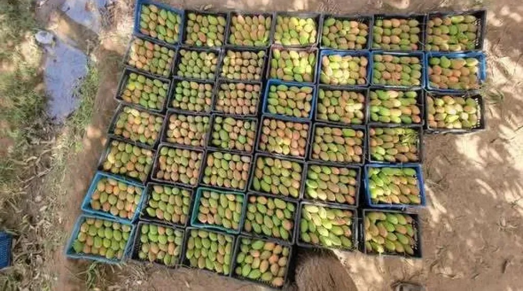 صورة متداولة تكشف إنتاجا استثنائيا للمانجو في تهامة