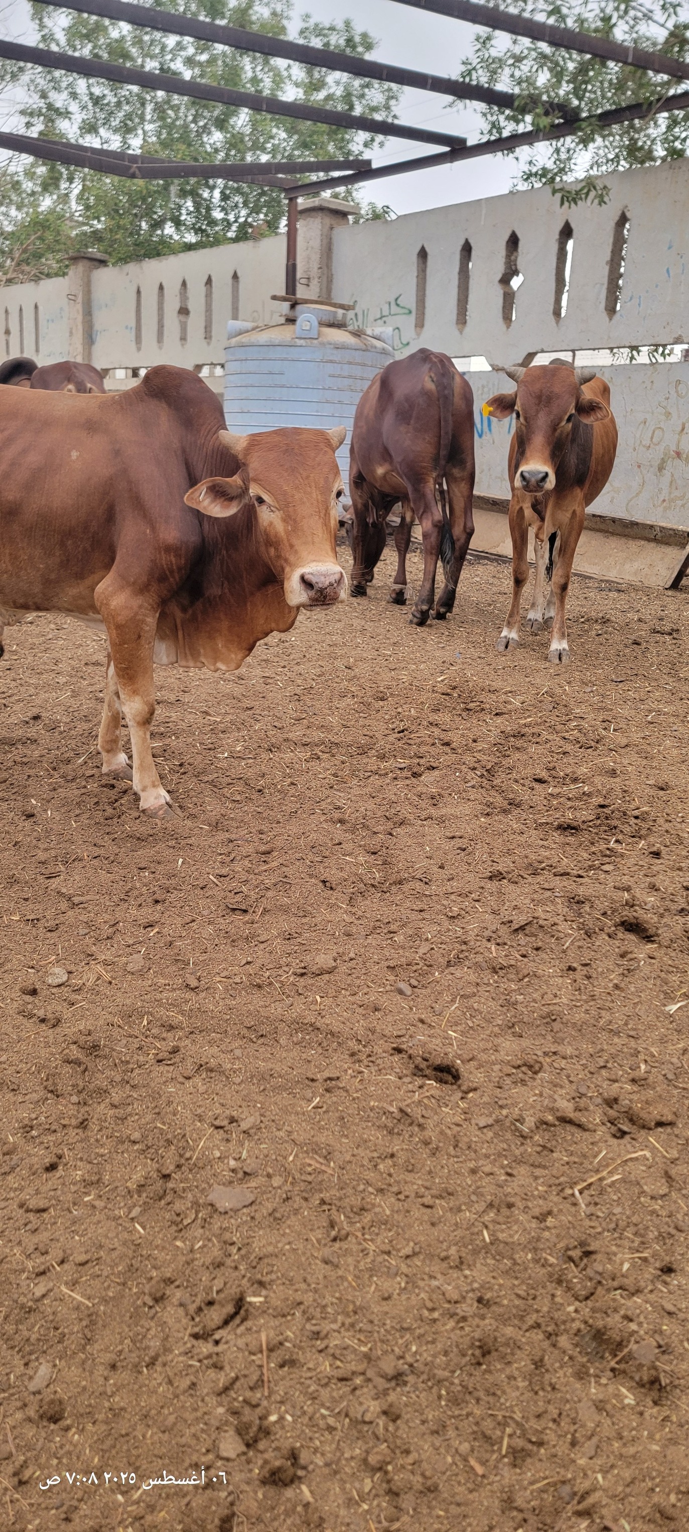 سلطات تعز تحدد أسعار اللحوم خلال عيد الفطر وتكثف الرقابة على الأسواق