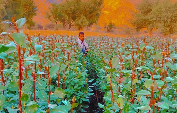 شاب يُقتل برصاص مسلحين مجهولين في مزرعة بمحافظة عمران