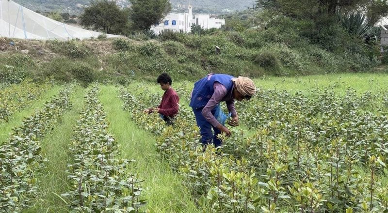 الأرصاد تحذر المزارعين من الصقيع وتدعو لاتخاذ الاحتياطات اللازمة