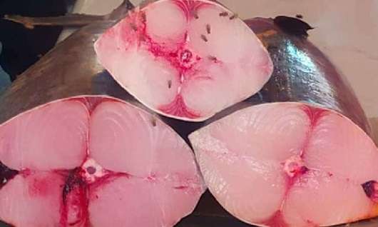 الأسعار الرسمية لبيع الأسماك في عدن