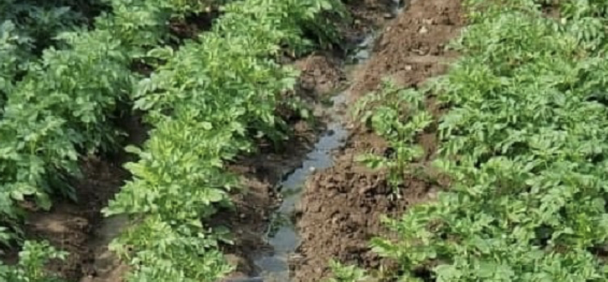 مسؤول حوثي في إب يعترف بمسؤولية جماعته عن كارثة الري بمياه الصرف الصحي